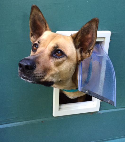 Dog Flap Installation