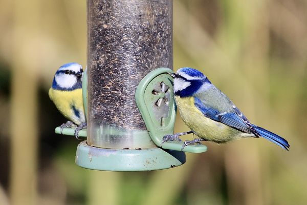 Bird Feeder Mounting Service in Crystal Lake