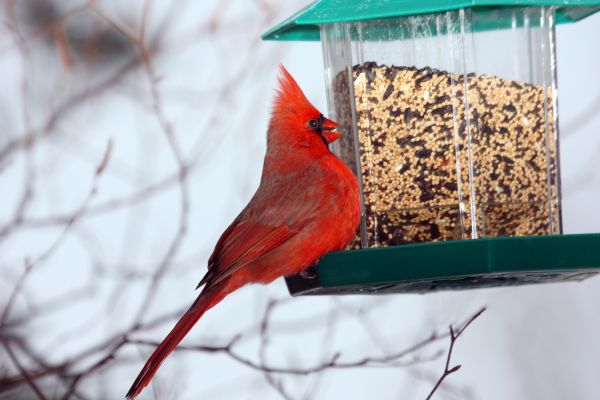 Bird Feeder Hanging in Crystal Lake