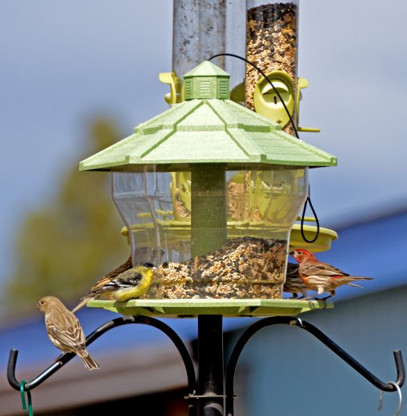 Bird Feeder Installation in Crystal Lake